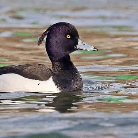 Fewo Im Naturschutzgebiet Hiddenhausen Esterno foto