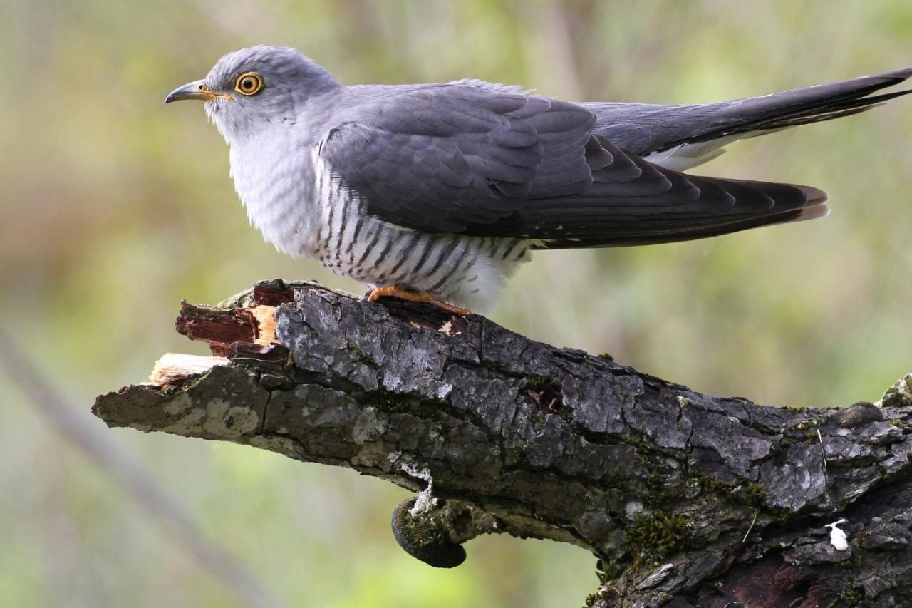 Fewo Im Naturschutzgebiet Hiddenhausen Esterno foto
