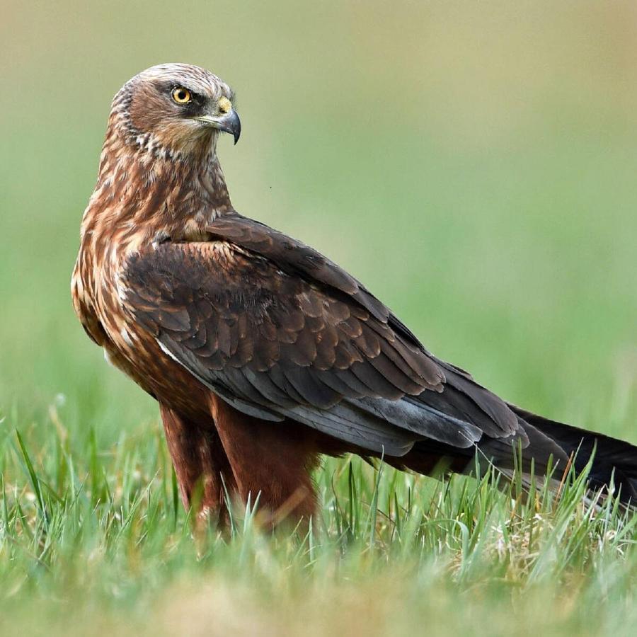 Fewo Im Naturschutzgebiet Hiddenhausen Esterno foto